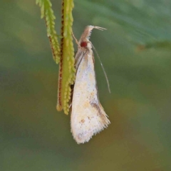 Thema psammoxantha (A concealer moth) at O'Connor, ACT - 18 Dec 2022 by ConBoekel