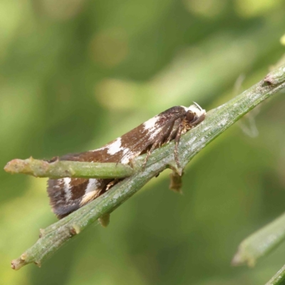 Isomoralla eriscota (Philobota Group) at O'Connor, ACT - 18 Dec 2022 by ConBoekel