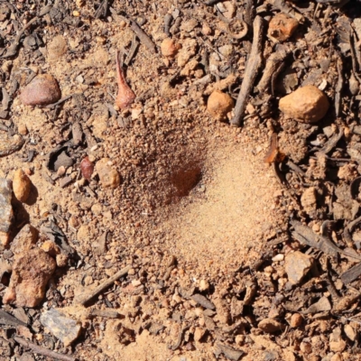 Myrmeleontidae (family) (Unidentified Antlion Lacewing) at O'Connor, ACT - 18 Dec 2022 by ConBoekel