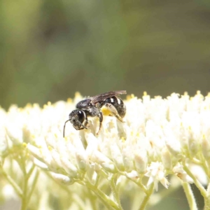 Lasioglossum (Chilalictus) sp. (genus & subgenus) at O'Connor, ACT - 18 Dec 2022