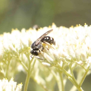 Lasioglossum (Chilalictus) sp. (genus & subgenus) at O'Connor, ACT - 18 Dec 2022