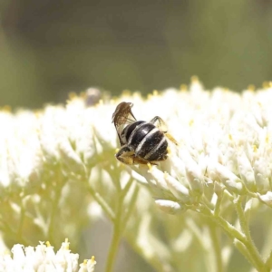 Lasioglossum (Chilalictus) sp. (genus & subgenus) at O'Connor, ACT - 18 Dec 2022