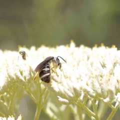 Lasioglossum (Chilalictus) sp. (genus & subgenus) at O'Connor, ACT - 18 Dec 2022