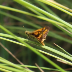 Ocybadistes walkeri (Green Grass-dart) at Kambah, ACT - 23 Dec 2022 by MatthewFrawley