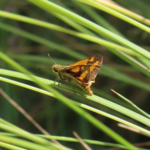 Ocybadistes walkeri at Kambah, ACT - 23 Dec 2022