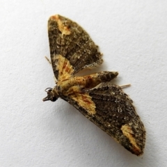 Pasiphilodes testulata (Pome looper) at Crooked Corner, NSW - 21 Dec 2022 by Milly