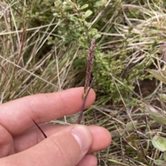 Deyeuxia sp. (A Bent Grass) at Scabby Range Nature Reserve - 19 Nov 2022 by MattM