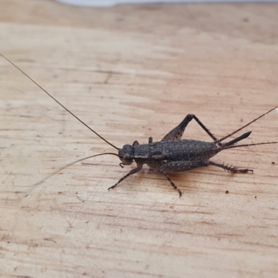 Eurepa marginipennis (Mottled bush cricket) at Rugosa - 22 Dec 2022 by SenexRugosus