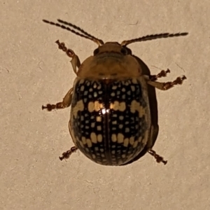 Paropsis pictipennis at Uriarra Village, ACT - 23 Dec 2022 08:29 AM