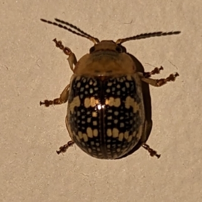 Paropsis pictipennis (Tea-tree button beetle) at Uriarra Village, ACT - 22 Dec 2022 by jeremyahagan