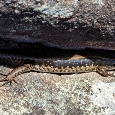 Eulamprus quoyii (Eastern Water Skink) at Tomerong, NSW - 15 Dec 2022 by Marchien