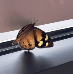 Heteronympha merope (Common Brown Butterfly) at Stromlo, ACT - 23 Dec 2022 by JimL