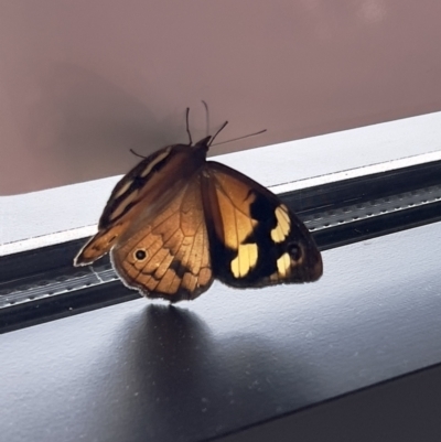 Heteronympha merope (Common Brown Butterfly) at Stromlo, ACT - 23 Dec 2022 by JimL