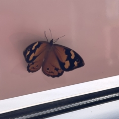 Heteronympha merope at Stromlo, ACT - 23 Dec 2022