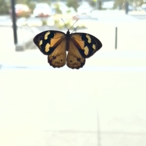 Heteronympha merope at Stromlo, ACT - 23 Dec 2022