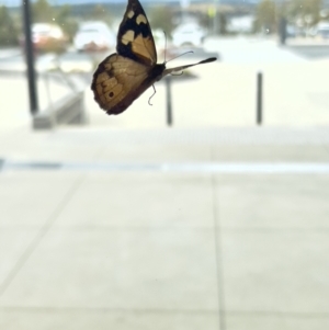 Heteronympha merope at Stromlo, ACT - 23 Dec 2022