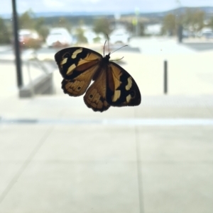 Heteronympha merope at Stromlo, ACT - 23 Dec 2022