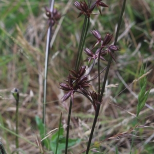 Juncus homalocaulis at Gundaroo, NSW - 23 Dec 2022