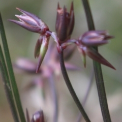 Juncus homalocaulis at Gundaroo, NSW - 23 Dec 2022