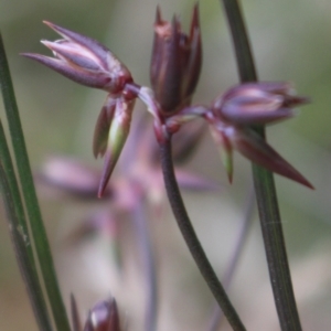 Juncus homalocaulis at Gundaroo, NSW - 23 Dec 2022 05:54 PM