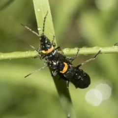 Chauliognathus lugubris (Plague Soldier Beetle) at Higgins, ACT - 22 Dec 2022 by AlisonMilton