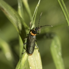 Chauliognathus lugubris at Higgins, ACT - 22 Dec 2022