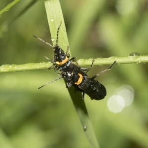 Chauliognathus lugubris at Higgins, ACT - 22 Dec 2022