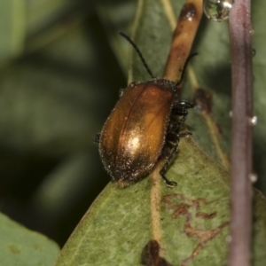 Ecnolagria grandis at Higgins, ACT - 22 Dec 2022 12:39 PM