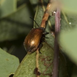 Ecnolagria grandis at Higgins, ACT - 22 Dec 2022 12:39 PM