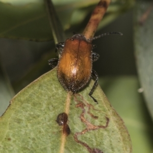 Ecnolagria grandis at Higgins, ACT - 22 Dec 2022 12:39 PM