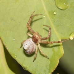 Thomisidae (family) (Unidentified Crab spider or Flower spider) at Higgins, ACT - 22 Dec 2022 by AlisonMilton