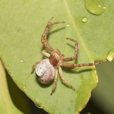 Thomisidae (family) (Unidentified Crab spider or Flower spider) at Higgins, ACT - 22 Dec 2022 by AlisonMilton