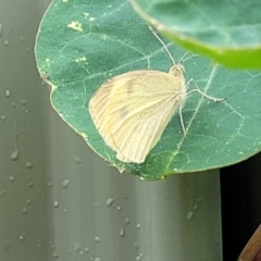 Pieris rapae (Cabbage White) at Nambucca Heads, NSW - 23 Dec 2022 by trevorpreston