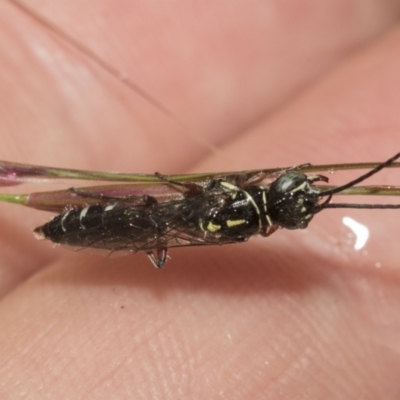 Aeolothynnus sp. (genus) (A flower wasp) at Higgins, ACT - 22 Dec 2022 by AlisonMilton