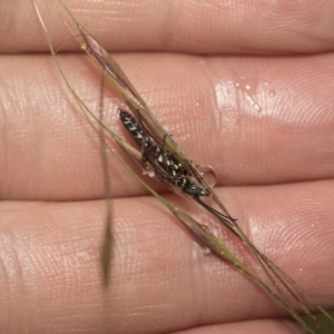 Aeolothynnus sp. (genus) at Higgins, ACT - 22 Dec 2022