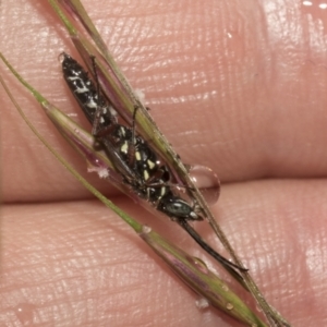 Aeolothynnus sp. (genus) at Higgins, ACT - 22 Dec 2022