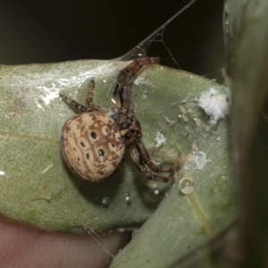 Cymbacha ocellata at Higgins, ACT - 22 Dec 2022