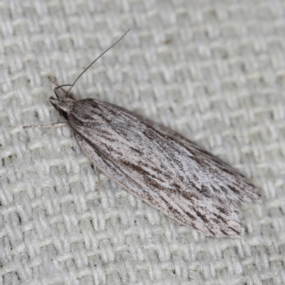 Anomozancla scopariella (A Concealer moth) at O'Connor, ACT - 23 Sep 2022 by ibaird