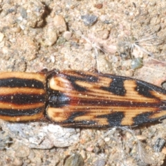 Ophidius histrio (Ornate click beetle) at Wamban, NSW - 19 Dec 2022 by Harrisi