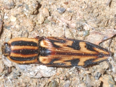 Ophidius histrio (Ornate click beetle) at Wamban, NSW - 19 Dec 2022 by Harrisi