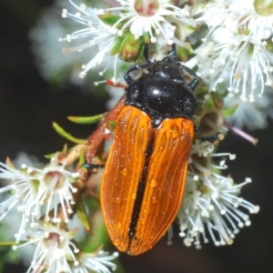 Castiarina rufipennis at Jerrabomberra, NSW - 23 Dec 2022