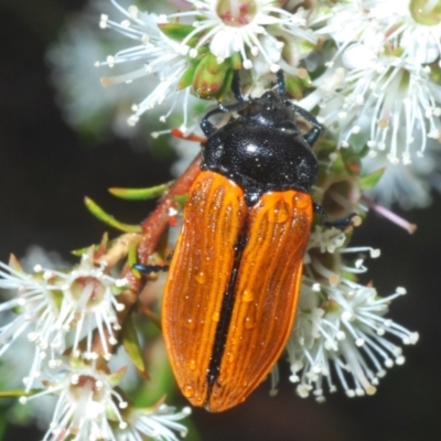 Castiarina rufipennis (Jewel beetle) at Mount Jerrabomberra - 23 Dec 2022 by Harrisi