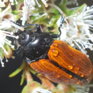 Castiarina rufipennis at Jerrabomberra, NSW - 23 Dec 2022