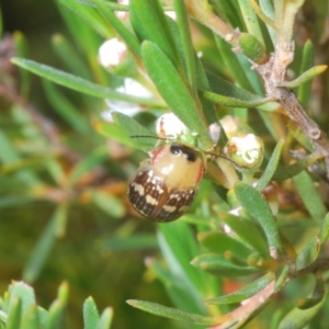 Paropsis pictipennis at Jerrabomberra, NSW - 23 Dec 2022