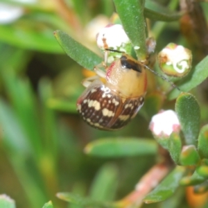 Paropsis pictipennis at Jerrabomberra, NSW - 23 Dec 2022