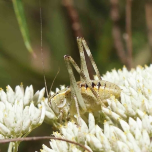 Caedicia simplex at O'Connor, ACT - 18 Dec 2022 03:02 PM