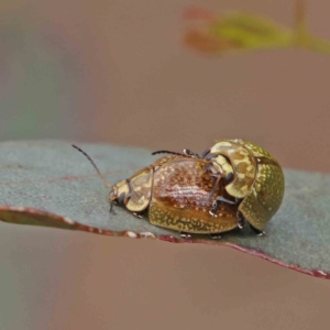 Paropsisterna cloelia at O'Connor, ACT - 18 Dec 2022 04:38 PM