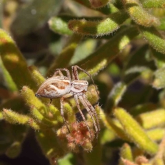 Oxyopes sp. (genus) (Lynx spider) at O'Connor, ACT - 18 Dec 2022 by ConBoekel