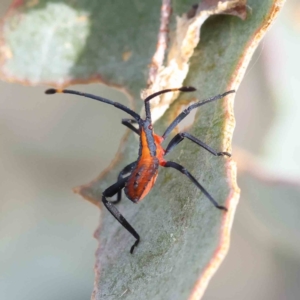 Amorbus sp. (genus) at O'Connor, ACT - 18 Dec 2022