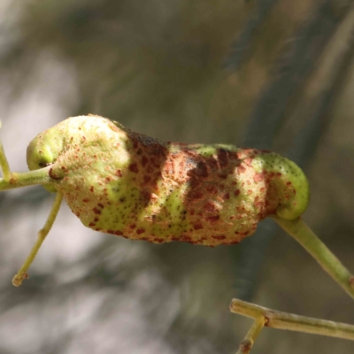 Unidentified gall of Acacia sp. at O'Connor, ACT - 18 Dec 2022 by ConBoekel